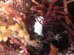 Aegires albopunctatus