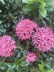 Ixora