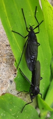 Plecia