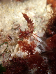 Lebbeus lagunae