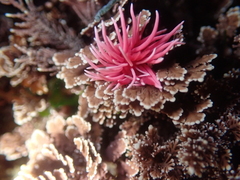 Okenia rosacea