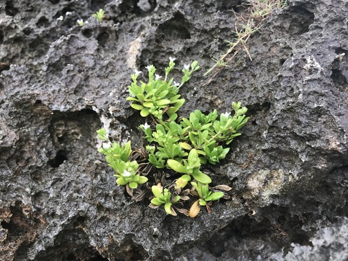 Leptopetalum strigulosum, photograph 5