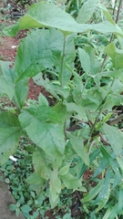 Salvia officinalis