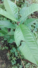 Anacardium