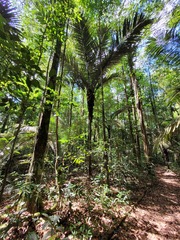 Astrocaryum sciophilum