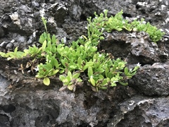 Leptopetalum strigulosum, photograph Pieter Pelser, CC BY, iNaturalist via GBIF
