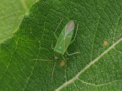 Orthotylus marginalis