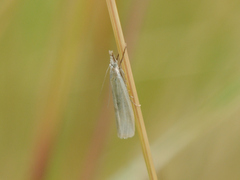 Crambus perlella