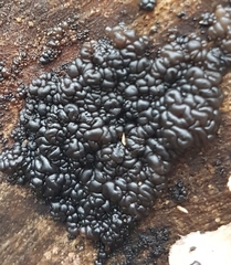 Exidia