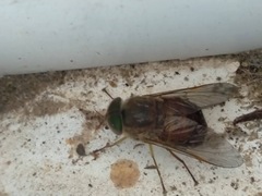Scaptia auriflua