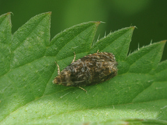 Pristerognatha