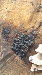 Exidia