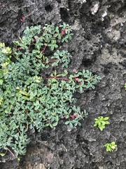 Indigofera trifoliata