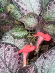 Episcia cupreata
