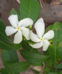 Tabernaemontana divaricata