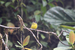Myiotriccus ornatus