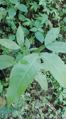 Melicoccus bijugatus