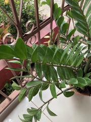 Zamioculcas