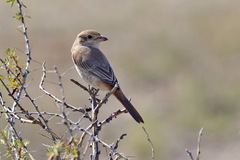 Lanius isabellinus
