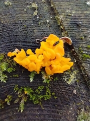 Dacrymyces chrysospermus