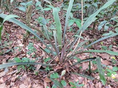 Disteganthus gracieae