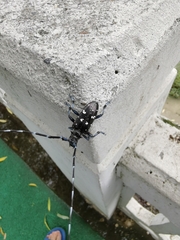 Anoplophora glabripennis