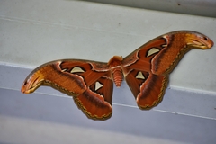 Attacus taprobanis