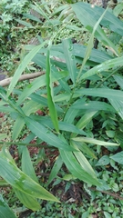 Zingiber officinale