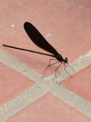 Atrocalopteryx atrata