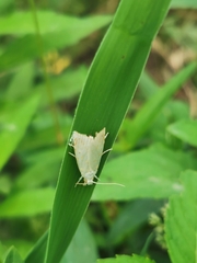 Calamotropha paludella