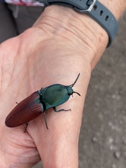 Chalcolepidius rubripennis