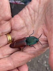 Chalcolepidius rubripennis