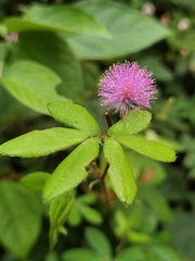Mimosa albida