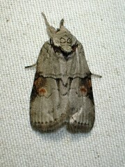 Nycteola