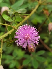 Mimosa albida