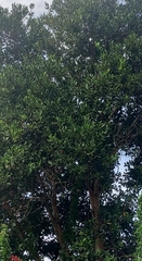 Pimenta racemosa