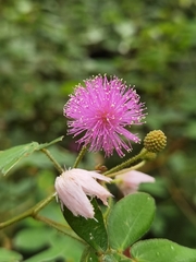 Mimosa albida