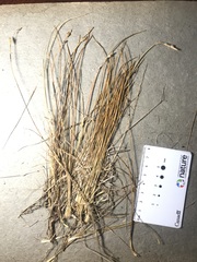 Carex mackenziei