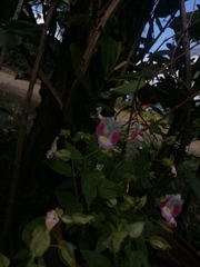 Torenia