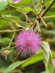 Mimosa albida