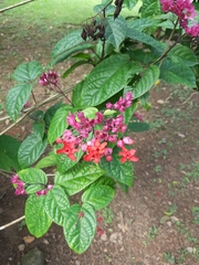 Clerodendrum