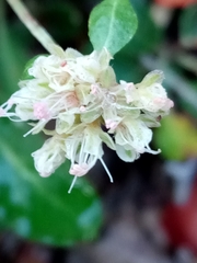 Eriogonum jamesii