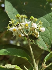 Solanum hazenii image