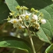 Solanum hazenii - Photo (c) Eduardo Chacón-Madrigal, μερικά δικαιώματα διατηρούνται (CC BY), uploaded by Eduardo Chacón-Madrigal