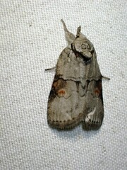Nycteola