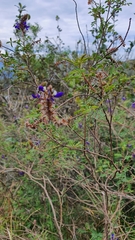 Dalea coerulea