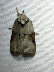 Nycteola