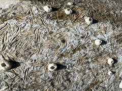 Amphibalanus eburneus