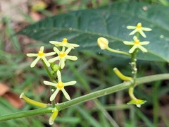 Matelea graciliflora