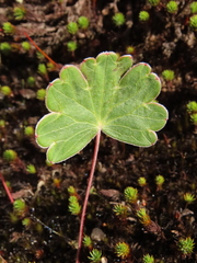 Geranium santanderiense